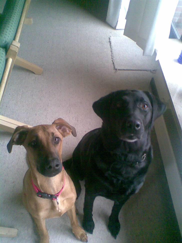 Blanding af racer ** Aamina ** RIP 12/08-08 - Aamina og min mors hund Luna billede 14