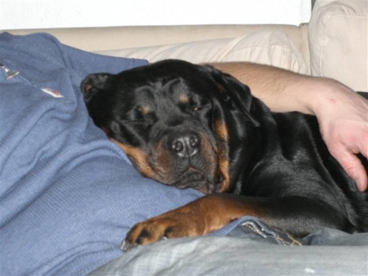 Rottweiler lucky billede 7