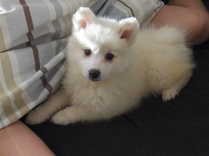 Japansk spids Malou billede 1