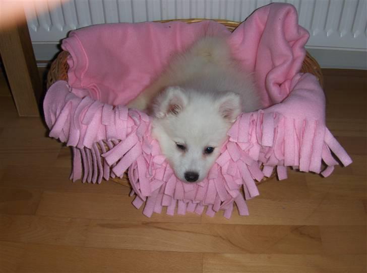 Japansk spids Malou billede 2