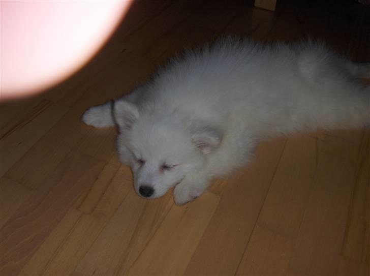 Japansk spids Malou billede 3