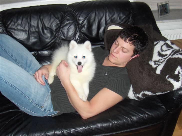 Japansk spids Malou billede 4