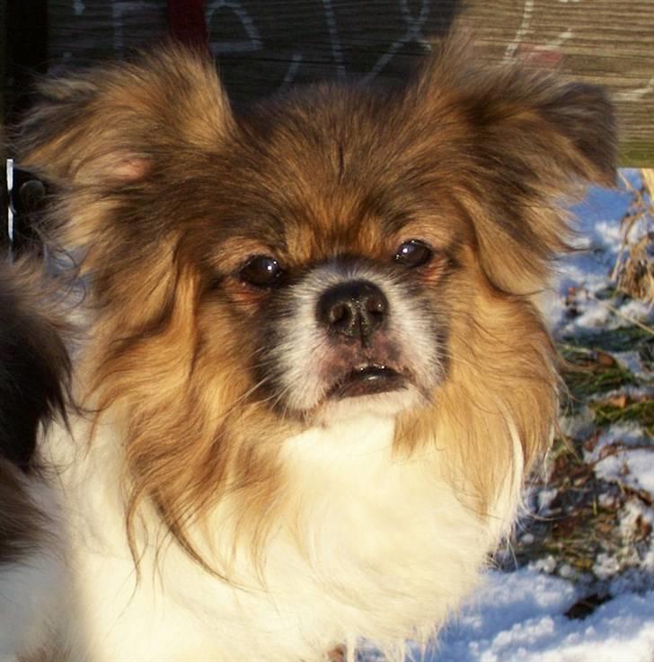 Tibetansk spaniel Nyima's Shan R*I*P billede 1