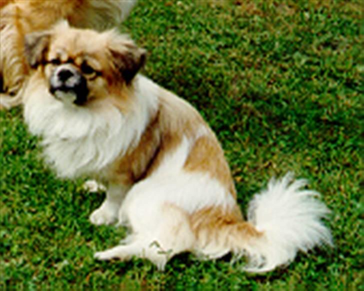 Tibetansk spaniel Nyima's Shan R*I*P billede 2