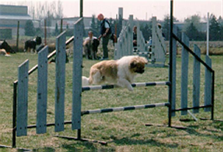 Tibetansk spaniel Nyima's Shan R*I*P - Jo en tibbe kan faktisk godt løbe agility billede 3