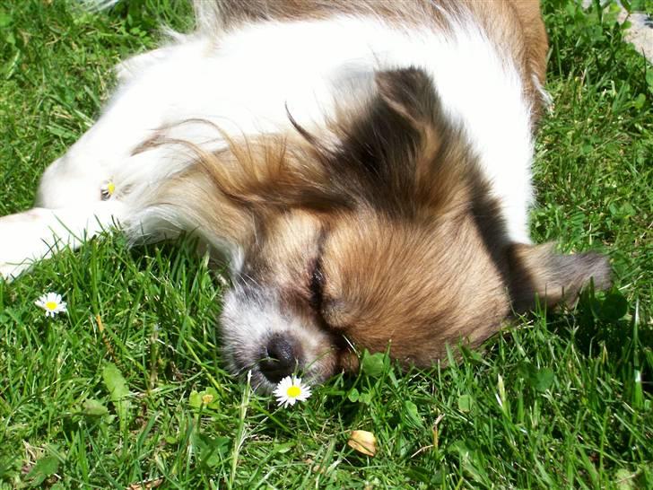 Tibetansk spaniel Nyima's Shan R*I*P - Åh, hvor blev han dog træt billede 4