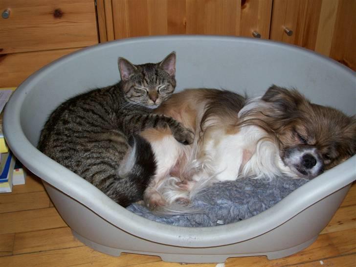 Tibetansk spaniel Nyima's Shan R*I*P billede 5