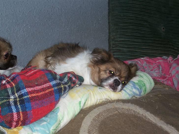 Tibetansk spaniel Nyima's Shan R*I*P - Jeg er god til at putte i sengen billede 6