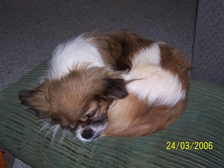 Tibetansk spaniel Nyima's Shan R*I*P - Godt der lige lå en pude til mig. billede 7