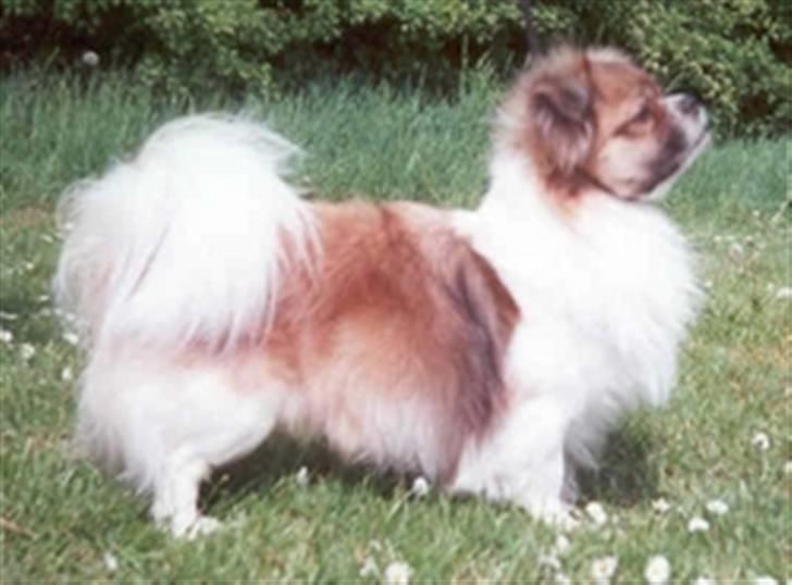 Tibetansk spaniel Nyima's Shan R*I*P - Som ung og flot billede 8