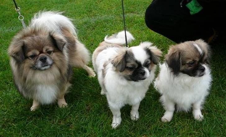 Tibetansk spaniel No-Ma (Sommerlyst) - No-Ma sammen med Rahmi (mand) og Ponya (datter) billede 6