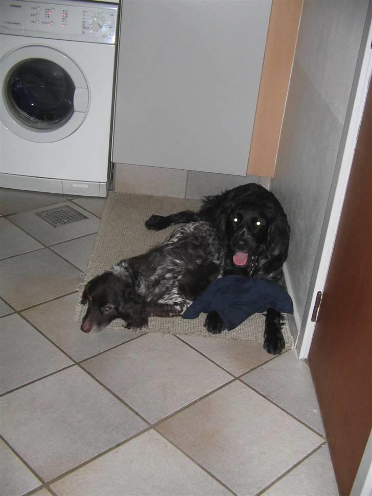 Grosser Münsterländer Bess - mig og tassi billede 6