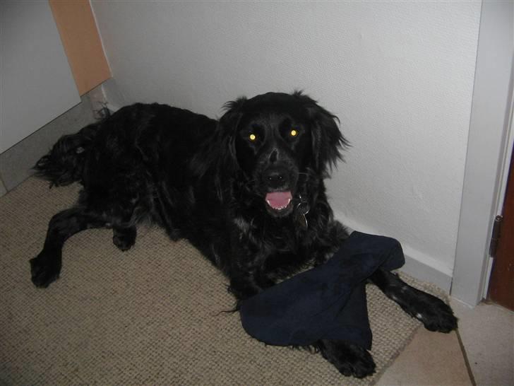 Grosser Münsterländer Bess - jeg vil leg med dig billede 7