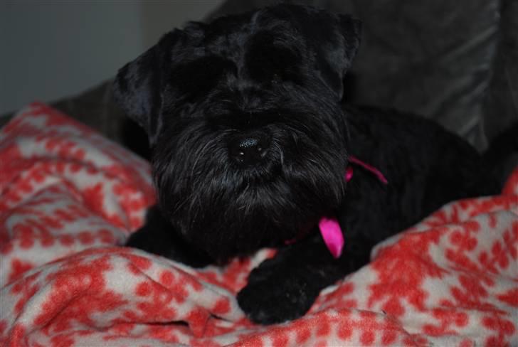 Dvaergschnauzer Frida - Elsker diig Frida ! <3 »Skønt billede (L) foto:MHHTV .mig d; billede 1
