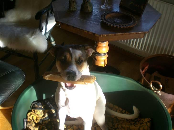 Blanding af racer Freja billede 2