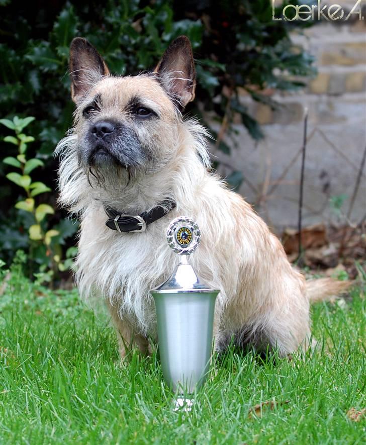Blanding af racer Bella *FranskbullTerrier* - Her sidder jeg med min første pokal fra min første agility konkurence, er meget stolt som man nok kan se :o) billede 5