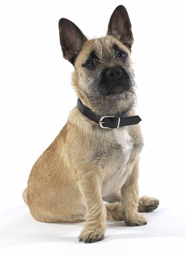 Blanding af racer Bella *FranskbullTerrier* - Som model :o) Bella med i studiet billede 6