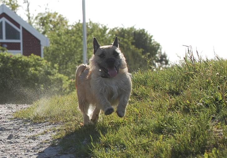 Blanding af racer Bella *FranskbullTerrier* - Bella er ALTID fyldt med massere energi!! billede 7