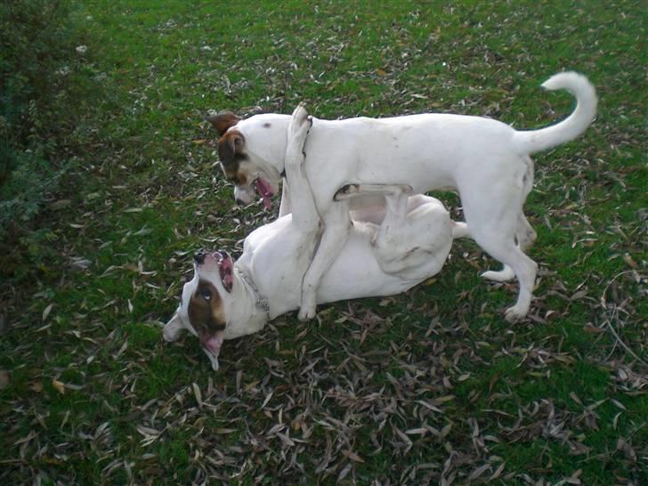 Blanding af racer Freja billede 4