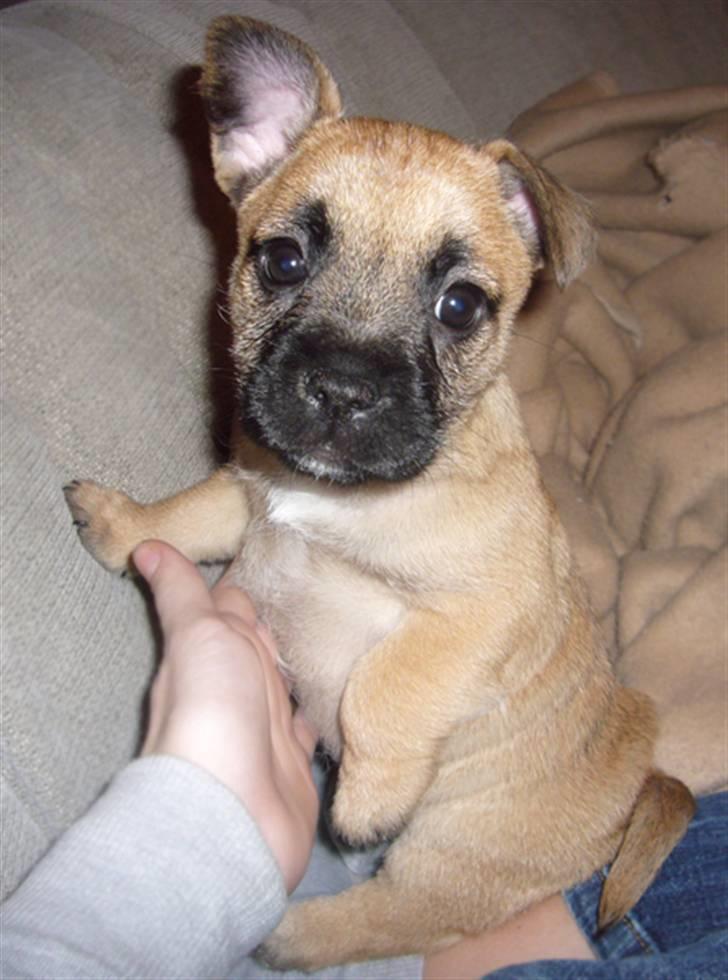 Blanding af racer Bella *FranskbullTerrier* - Mig som lille, er jeg ikke nuttet! billede 8
