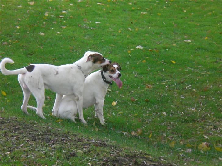 Blanding af racer Freja billede 5