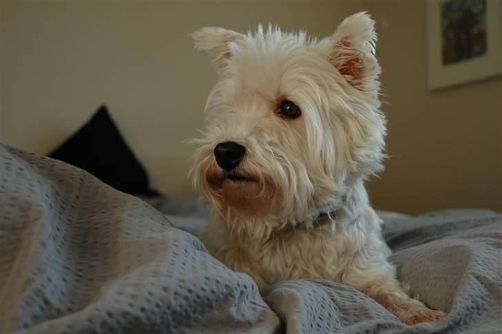 West highland white terrier Frække Frida - Velkommen til Frække Fridas profil :-) billede 1
