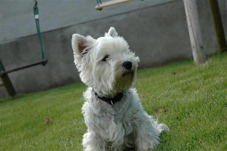 West highland white terrier Frække Frida billede 2