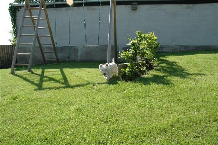 West highland white terrier Frække Frida - Snige Snige.. billede 3