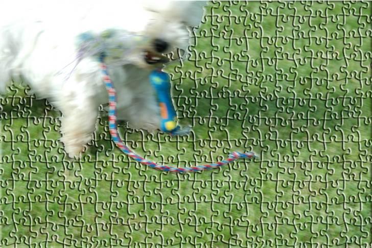 West highland white terrier Frække Frida billede 4