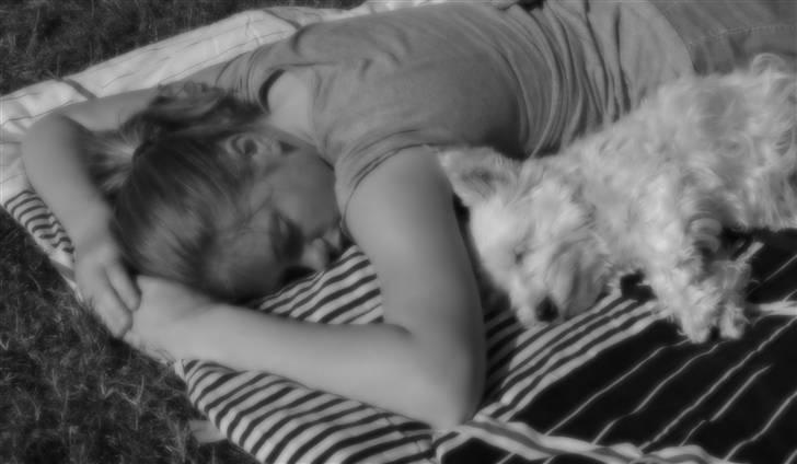 West highland white terrier Frække Frida - Jeg elsker dig billede 5