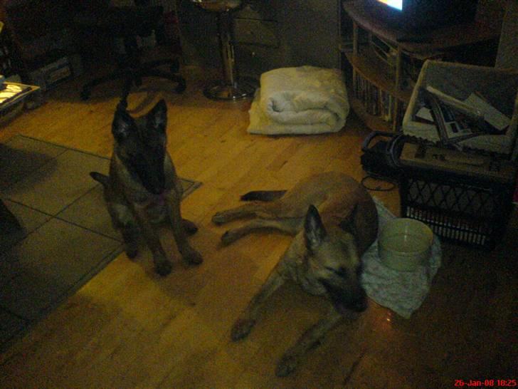 Malinois Tulle R.I.P - Tulle og hendes Mor billede 18