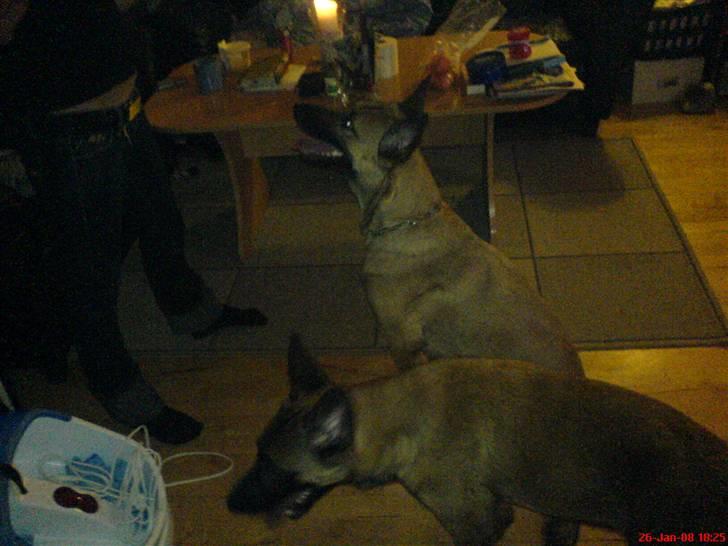 Malinois Tulle R.I.P - tjekker lige det hele ud billede 19