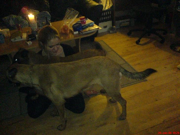 Malinois Tulle R.I.P - tulle og mor bliver kløet på maven billede 20