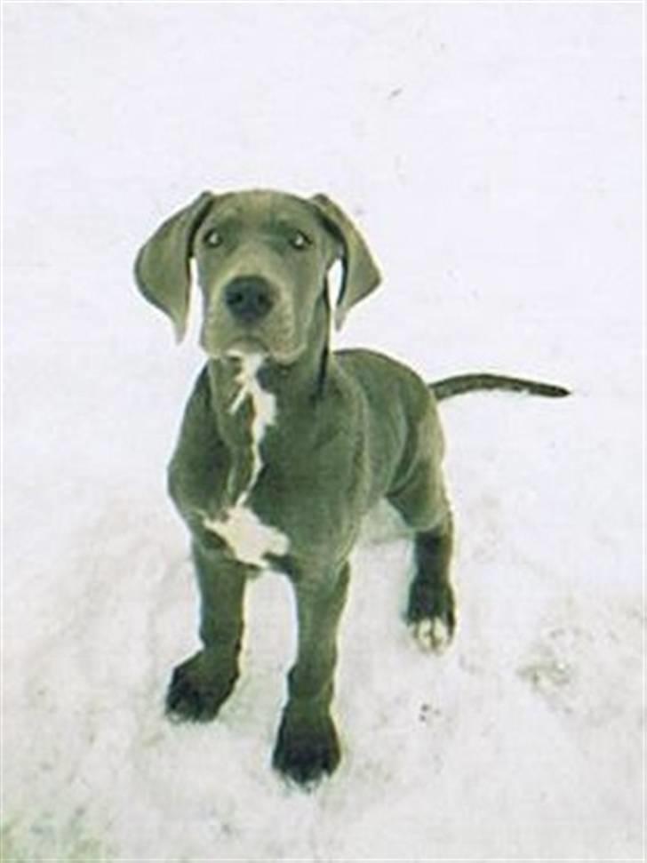 Grand danois Chivas - Vores egen lille tegneseriehund billede 1