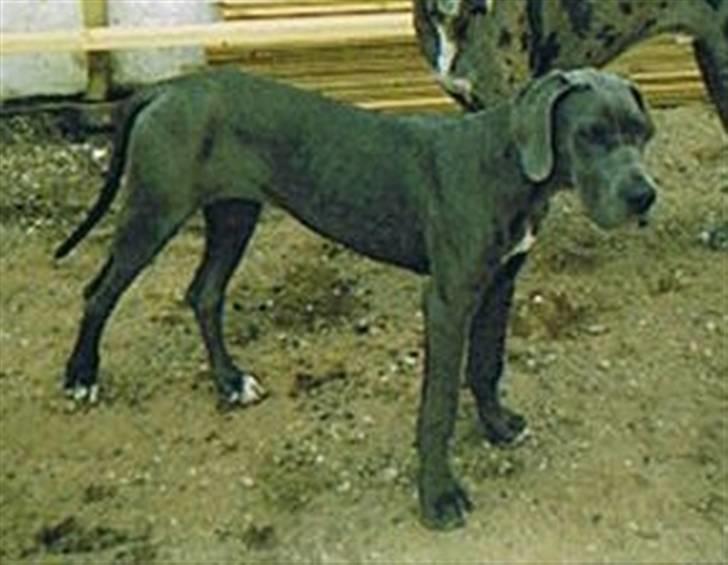 Grand danois Chivas - Chivas 4 mdr. billede 2