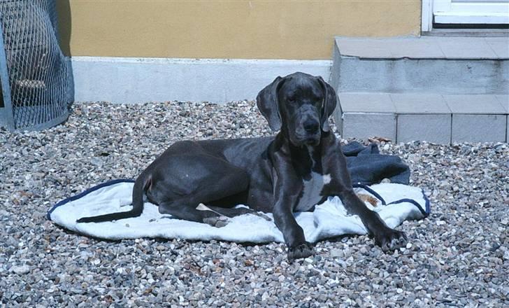 Grand danois Chivas - slikker sol i gårdspladsen billede 3