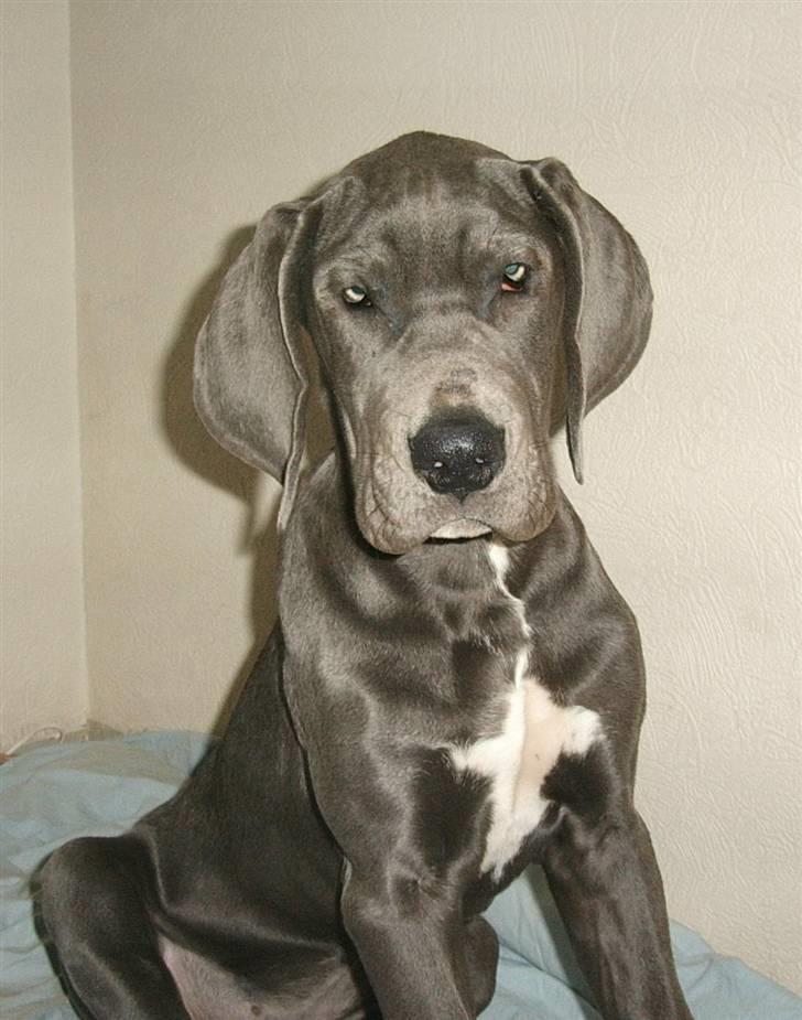 Grand danois Chivas - Meget træt hvalp billede 4