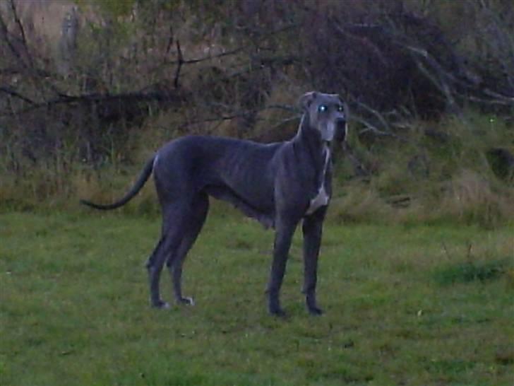 Grand danois Chivas - Chivas 3 år billede 5