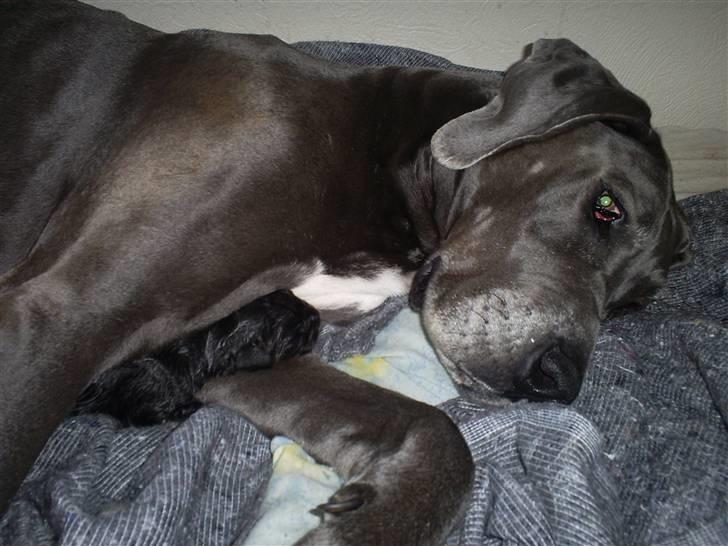 Grand danois Chivas - Træt Chivas efter den 1. hvalp ud af 11. billede 6