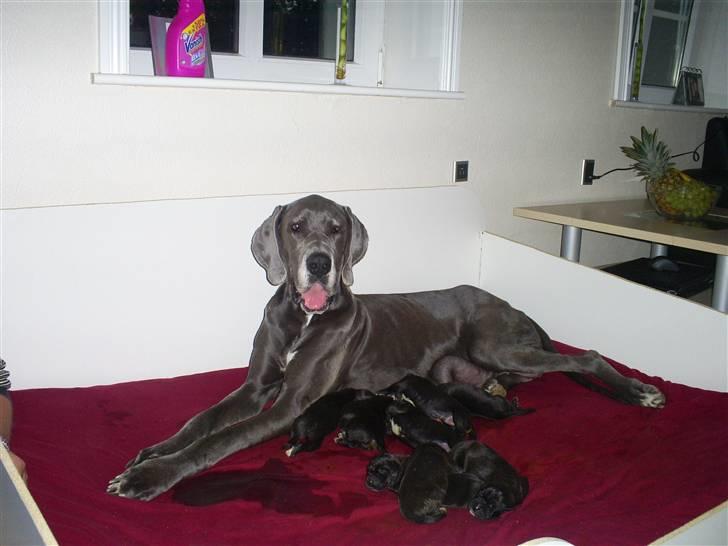 Grand danois Chivas - Den stolte mor billede 7