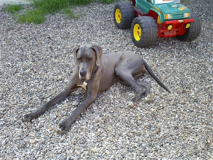 Grand danois Chivas - Slapper i gårdspladsen billede 8