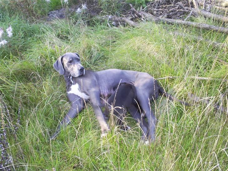 Grand danois Chivas - Kvalitetstid med Chili billede 9