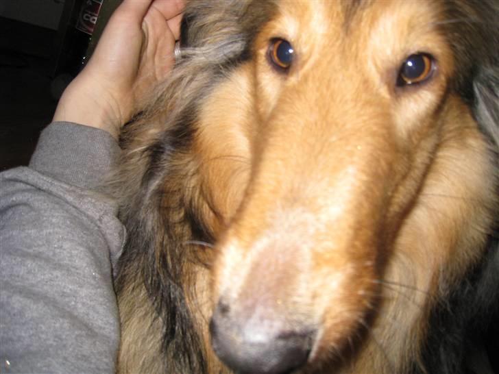 Collie langhåret Ariel | MIT ET&ALT <3 - 5) Ariel´s søde hunde´hovede <3 billede 5