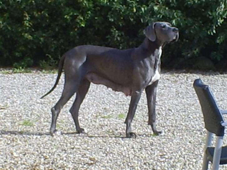 Grand danois Chivas - Chivas efter end amning af 8 hvalpe billede 10