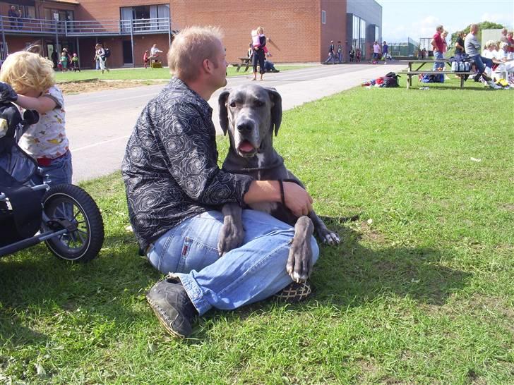 Grand danois Chivas - Skødehund til fodboldstævne. billede 11