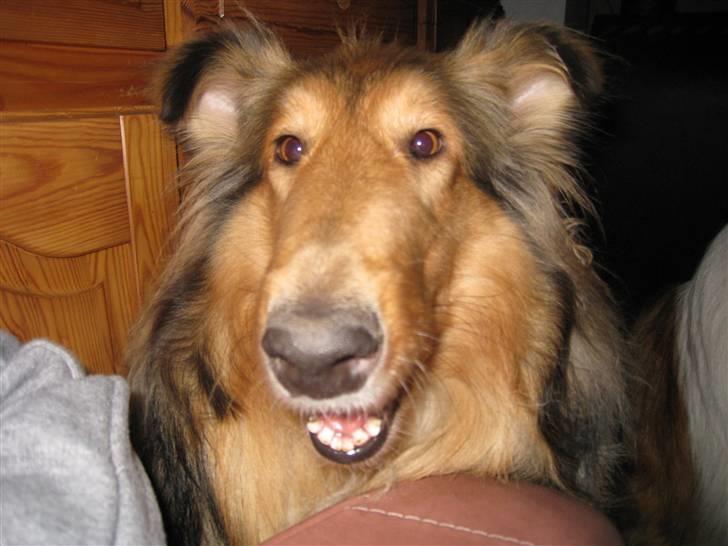 Collie langhåret Ariel | MIT ET&ALT <3 - 6) Weeee, jeg er en lille Tossi Collie, og jeg viser skam hele verden hvor søde vi kan være ;D  billede 6