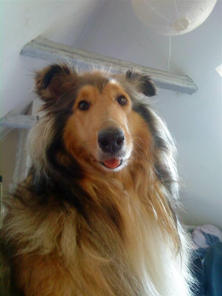 Collie langhåret Ariel | MIT ET&ALT <3 - 7) Jeg ved ikke helt hvad der sker for Ariel på det billede, men i må da indrømme at hun er sød på det ? ;D billede 7