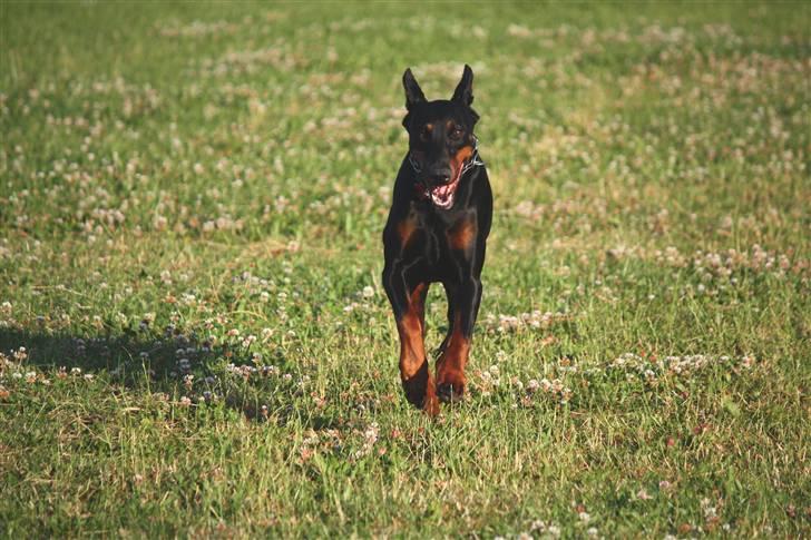 Dobermann Nita di altobello <3 billede 16