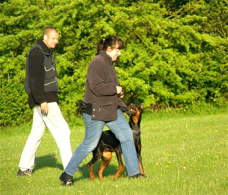 Dobermann Nita di altobello <3 billede 17