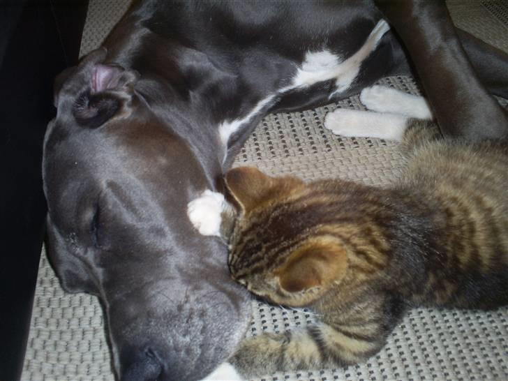 Grand danois Chivas - Chivas og Felix billede 12